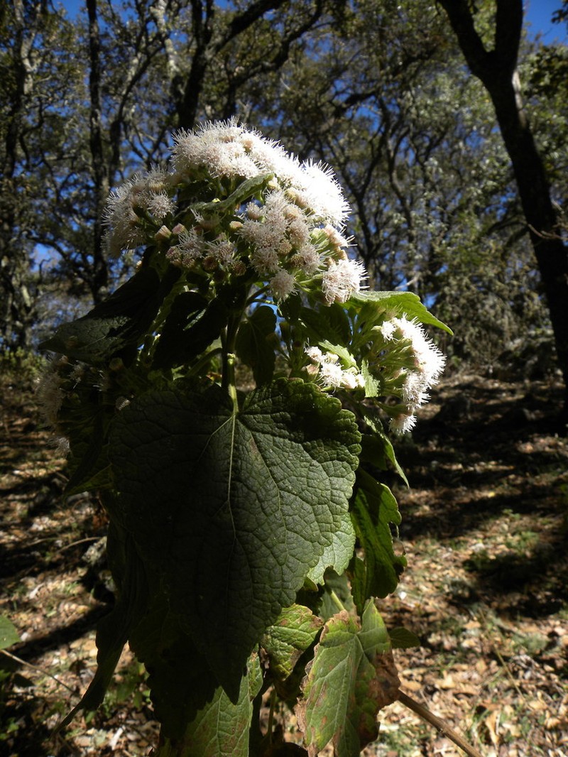 Ageratina petiolaris