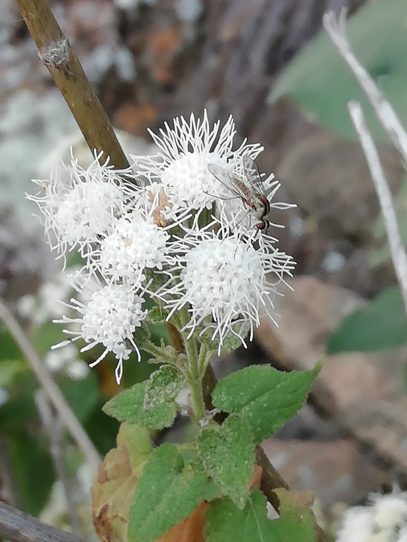 Ageratina petiolaris photo 2