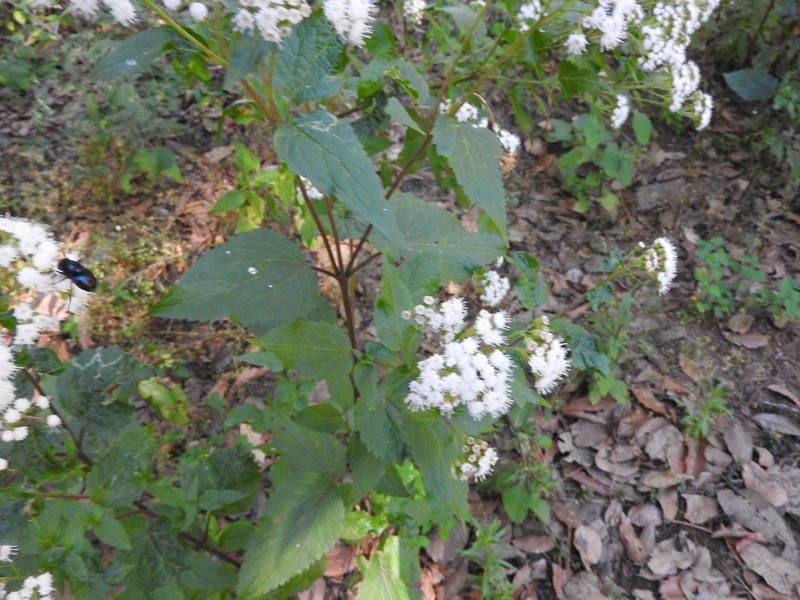 Ageratina petiolaris photo 3