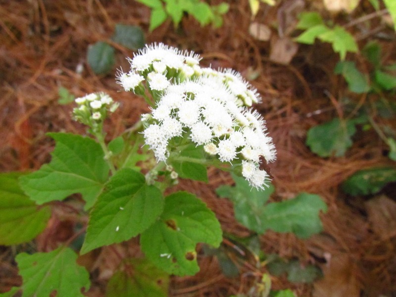 Ageratina petiolaris photo 4