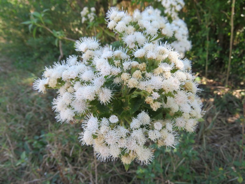 Ageratina petiolaris photo 5