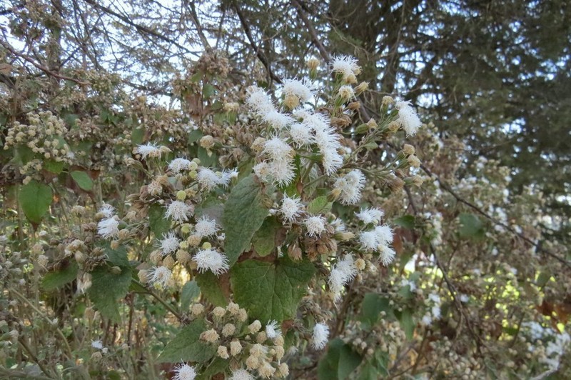 Ageratina petiolaris photo 6