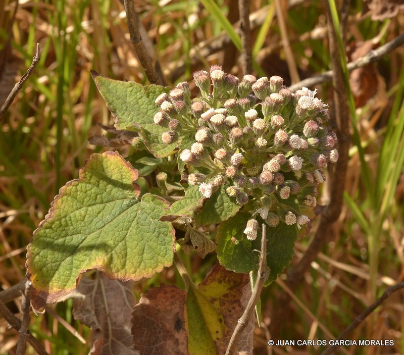 Ageratina petiolaris photo 7