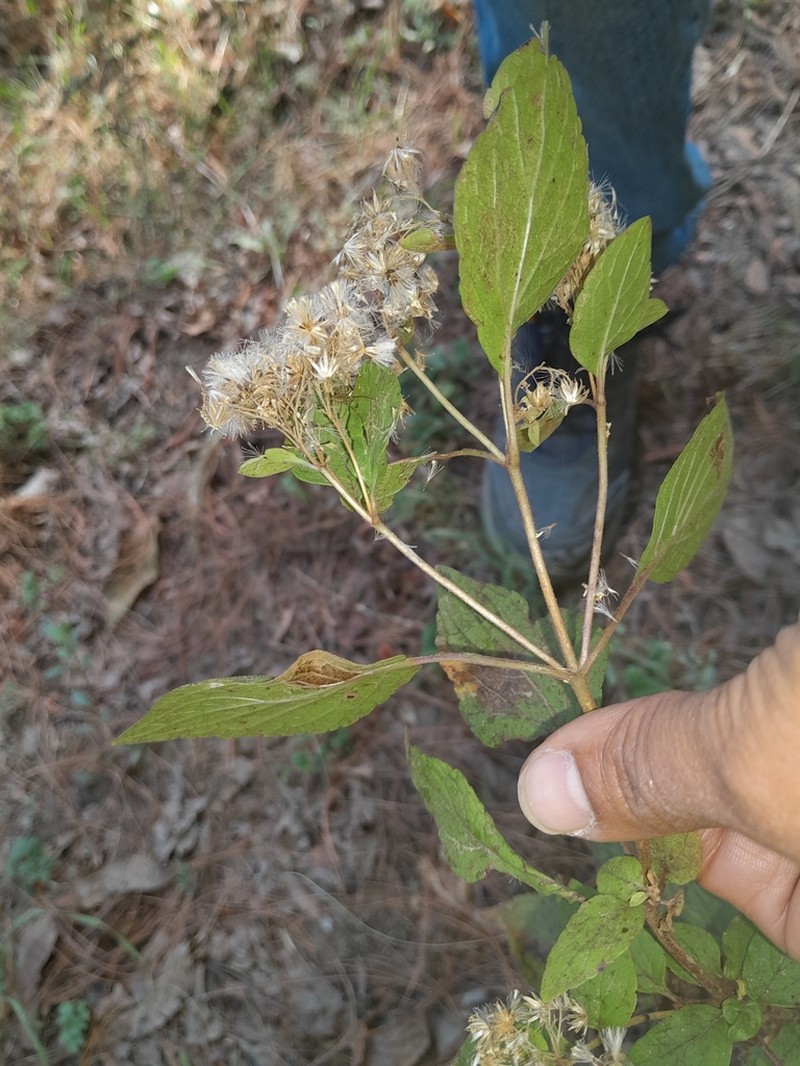 Ageratina petiolaris photo 8