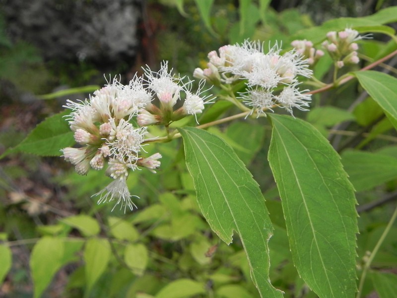 Ageratina photina