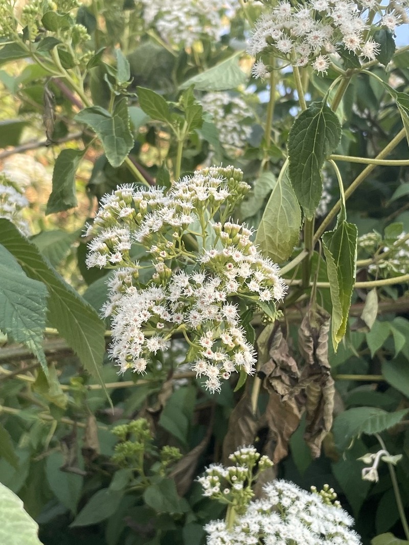 Ageratina pichinchensis