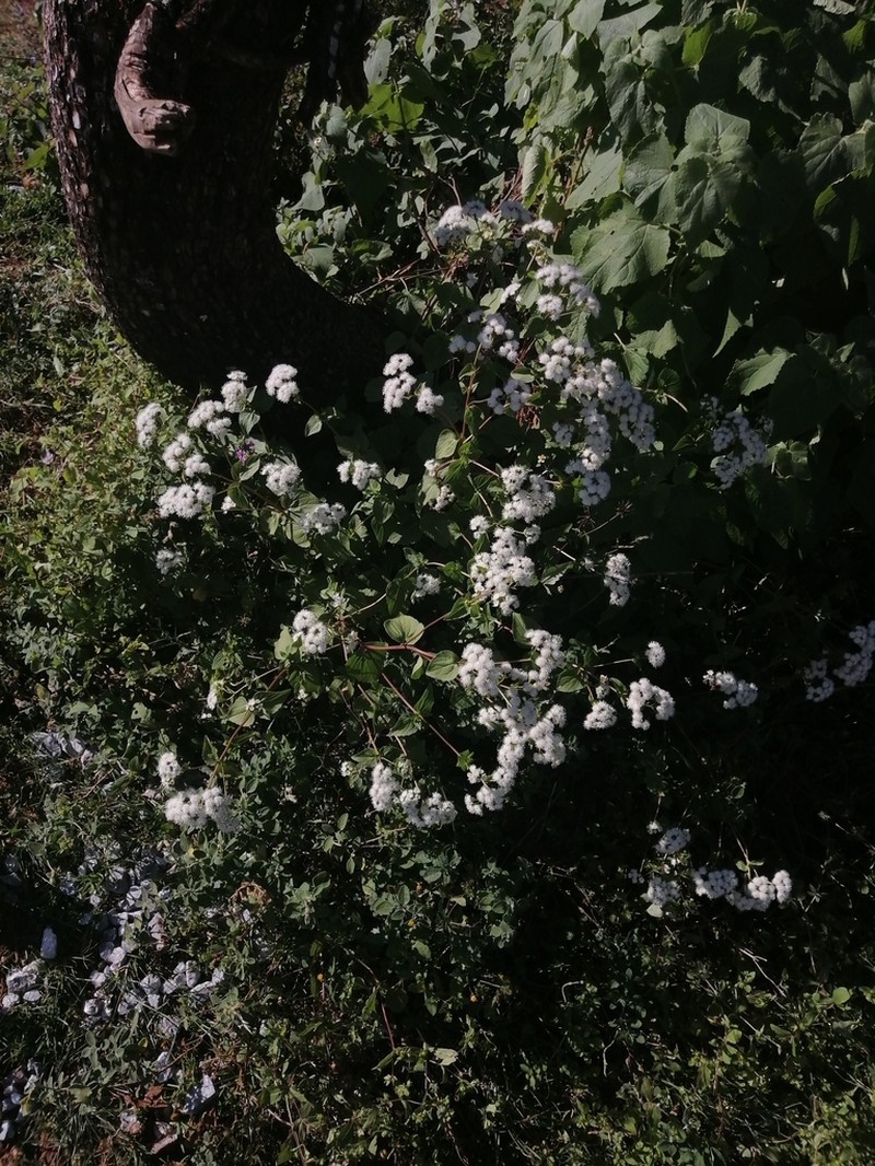 Ageratina pichinchensis photo 2