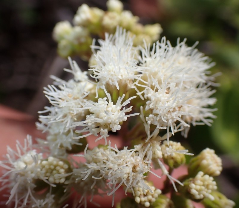 Ageratina pichinchensis photo 3