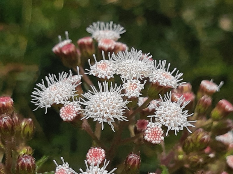Ageratina pichinchensis photo 4