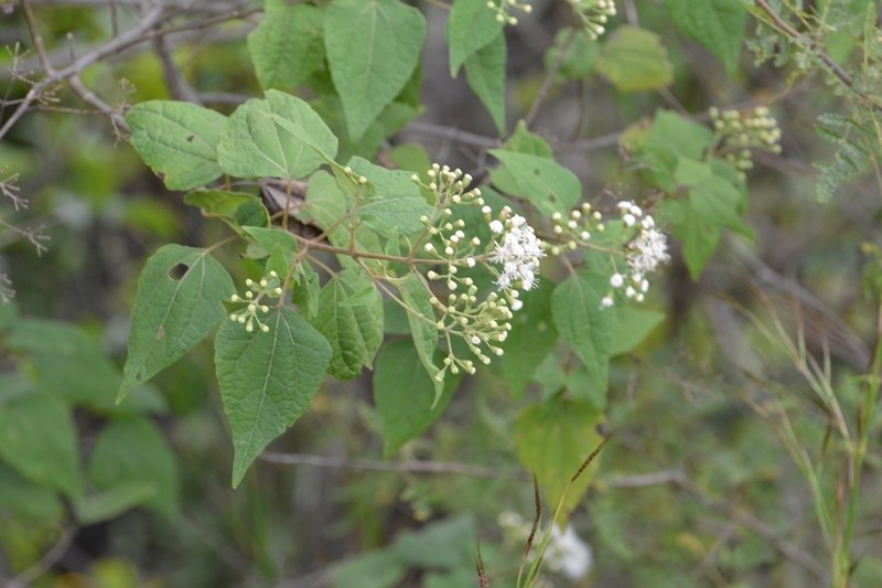 Ageratina pichinchensis photo 5