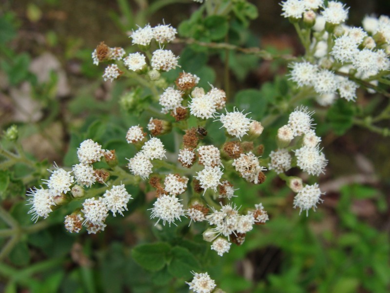 Ageratina pichinchensis photo 6