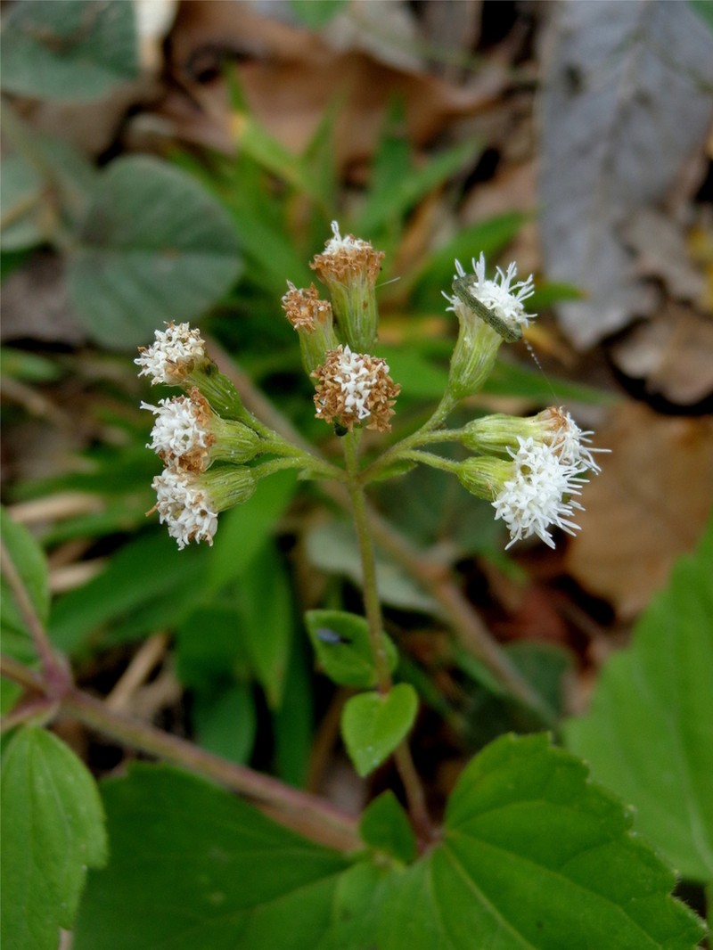 Ageratina pichinchensis photo 7