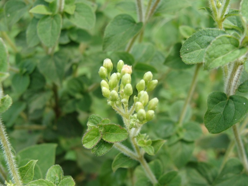 Ageratina pichinchensis photo 8
