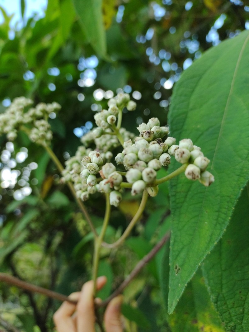 Ageratina popayanensis photo 2