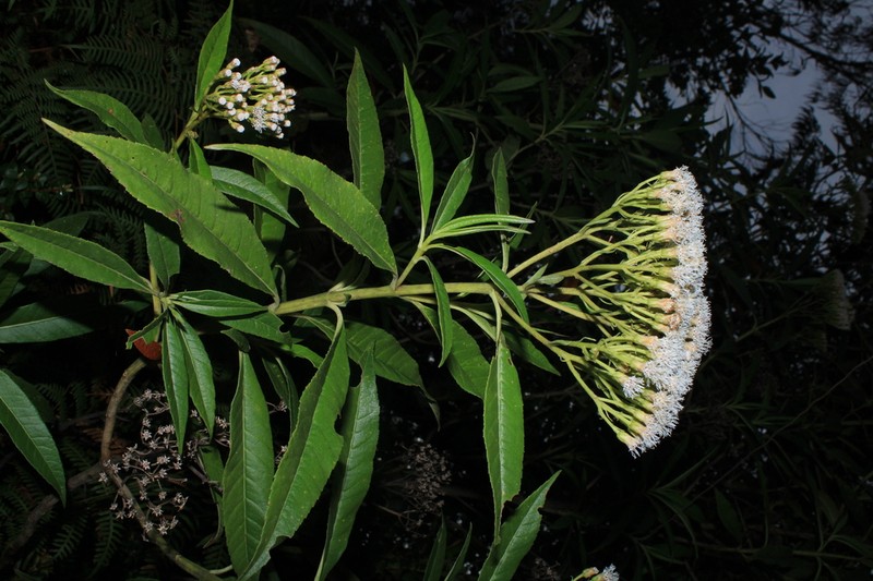 Ageratina popayanensis photo 3