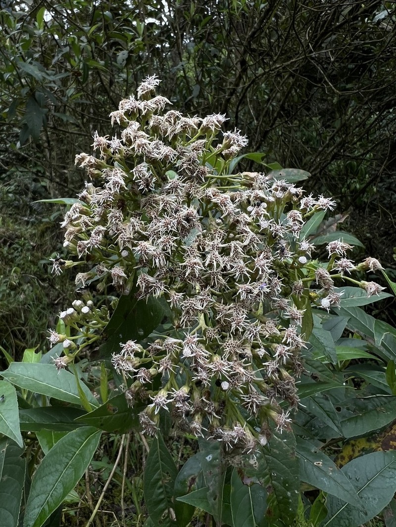 Ageratina popayanensis photo 4