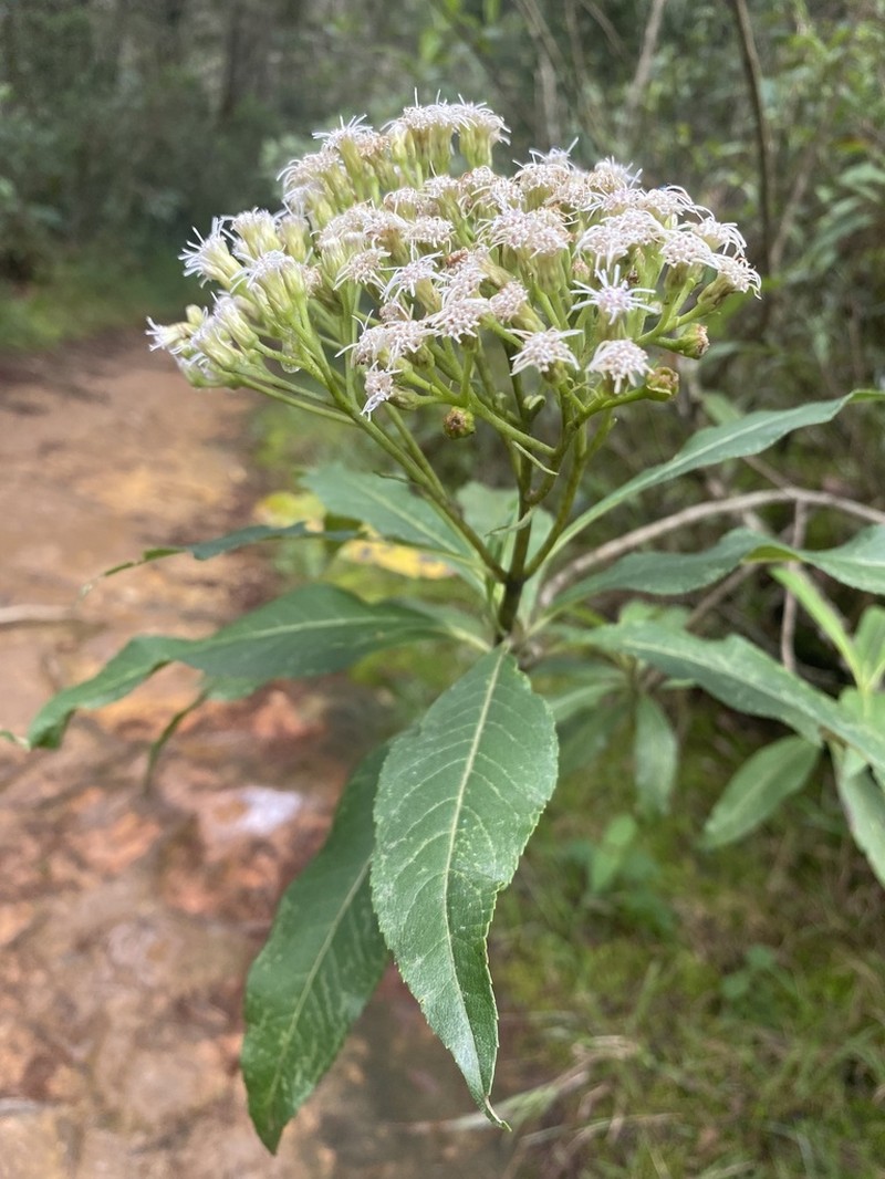 Ageratina popayanensis photo 5