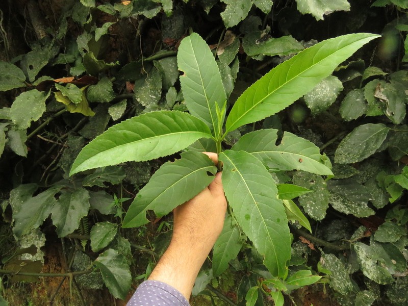 Ageratina popayanensis photo 6