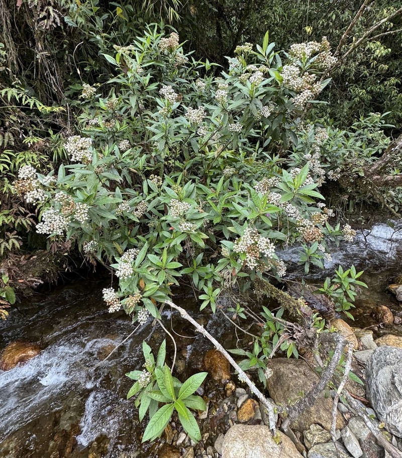 Ageratina popayanensis photo 7