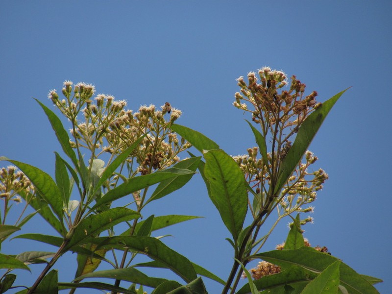 Ageratina popayanensis photo 8