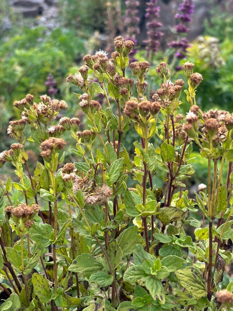 Ageratina potosina photo 2