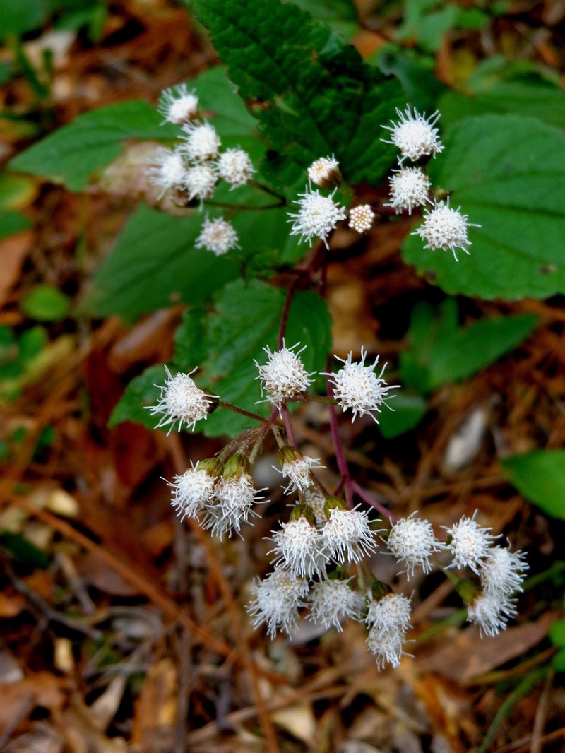 Ageratina potosina