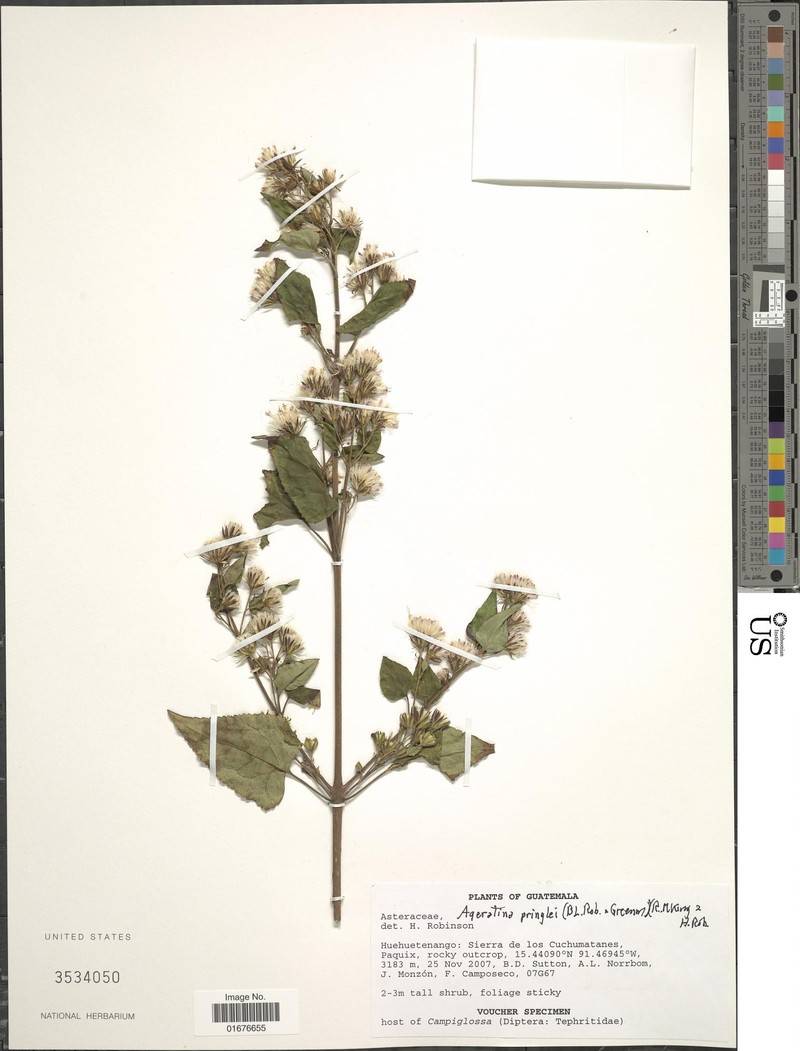 Ageratina pringlei
