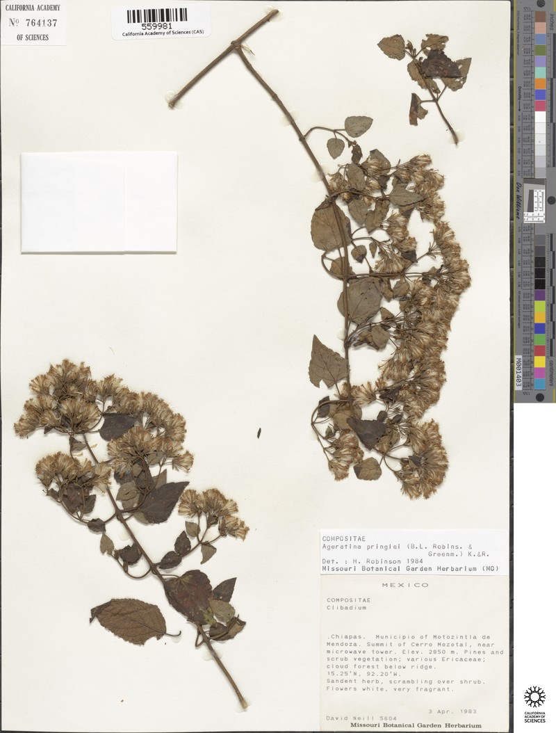 Ageratina pringlei
