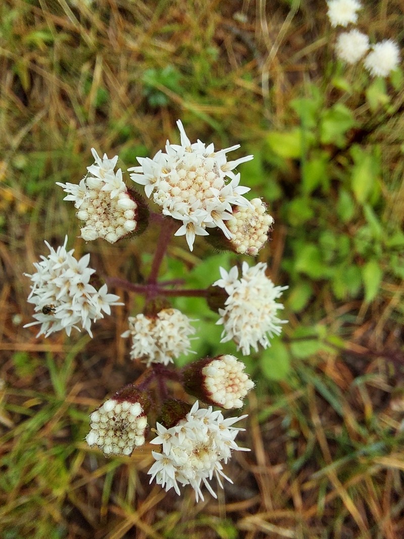 Ageratina prunellifolia photo 2