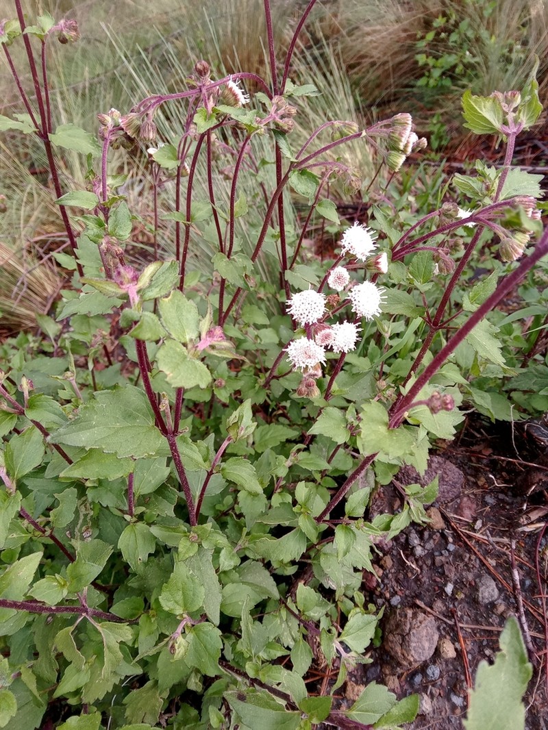 Ageratina prunellifolia photo 3