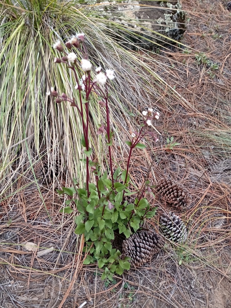 Ageratina prunellifolia photo 4