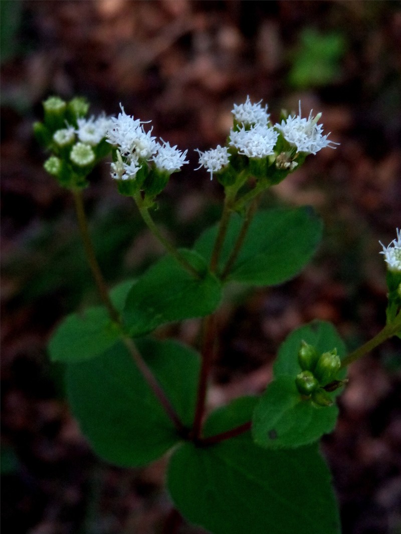 Ageratina prunellifolia photo 5