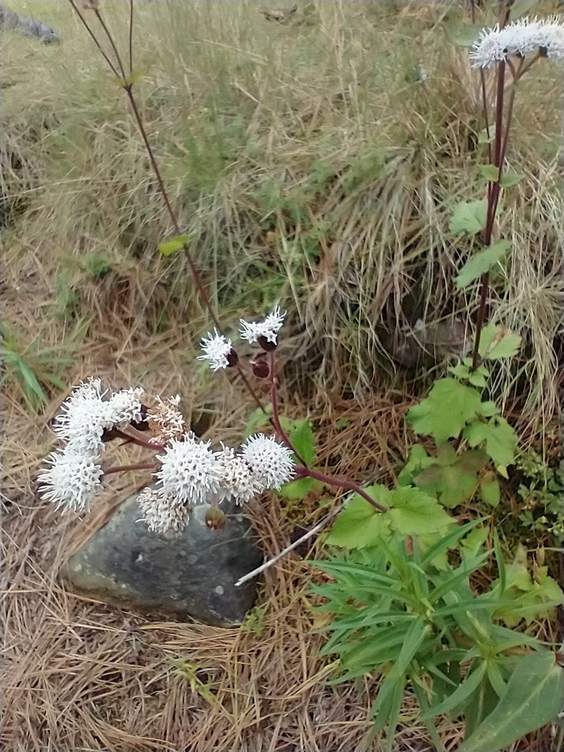 Ageratina prunellifolia photo 6