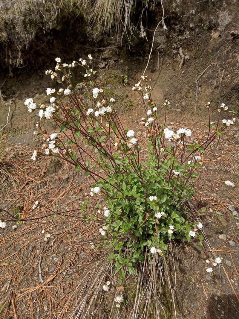Ageratina prunellifolia photo 7