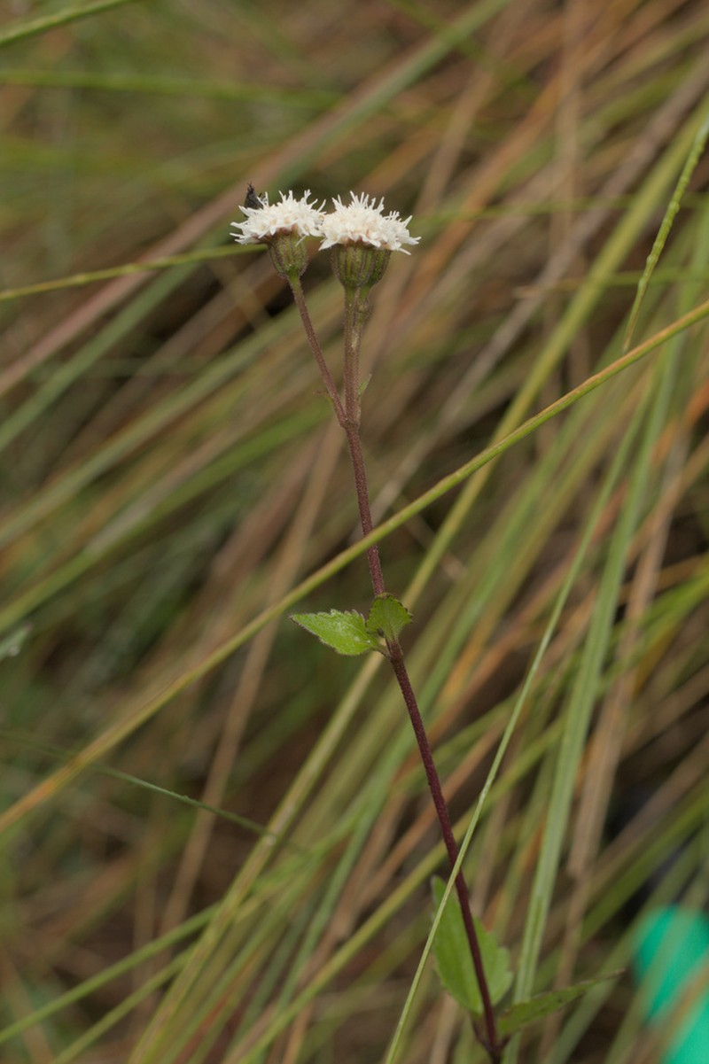 Ageratina prunellifolia photo 8