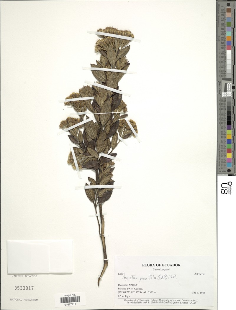 Ageratina prunifolia photo 2