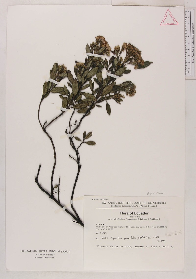 Ageratina prunifolia