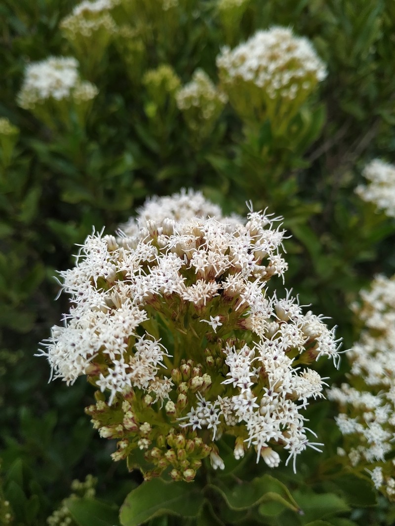 Ageratina pseudochilca photo 2