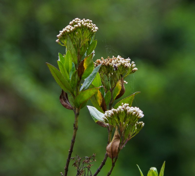 Ageratina pseudochilca photo 3