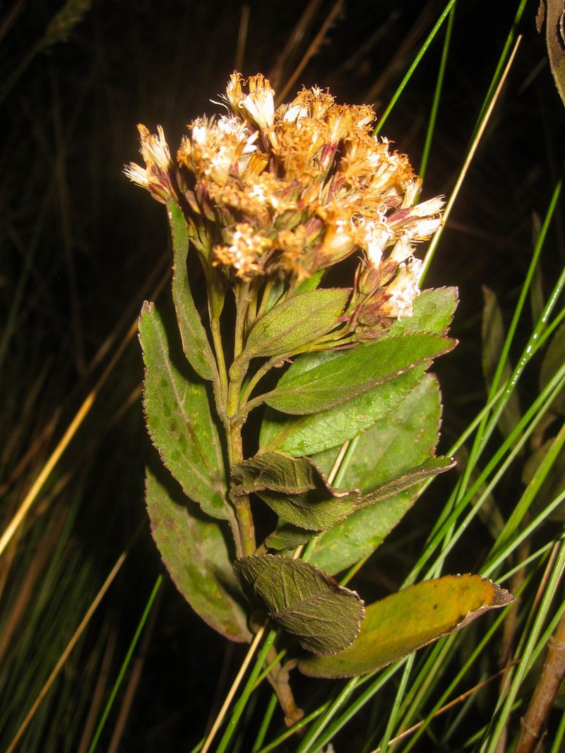 Ageratina pseudochilca photo 4