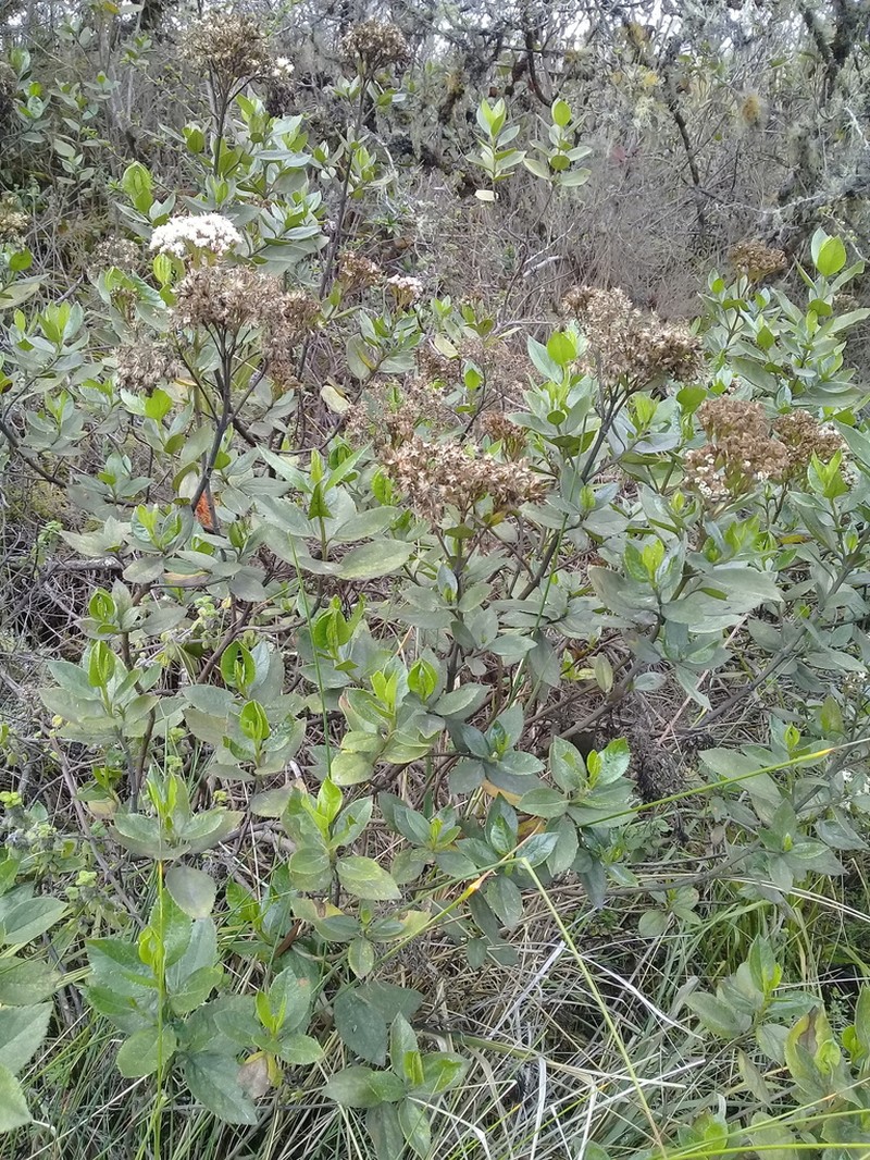 Ageratina pseudochilca photo 5