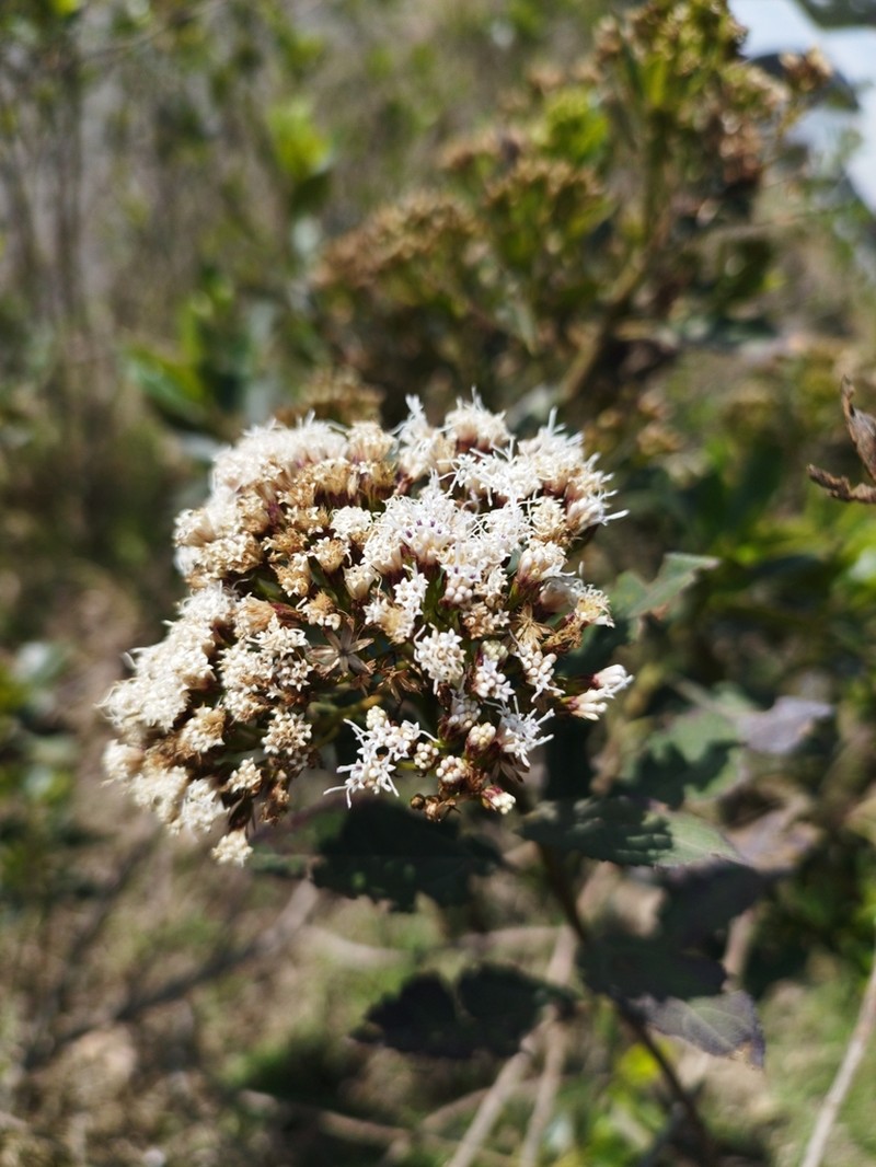 Ageratina pseudochilca photo 6