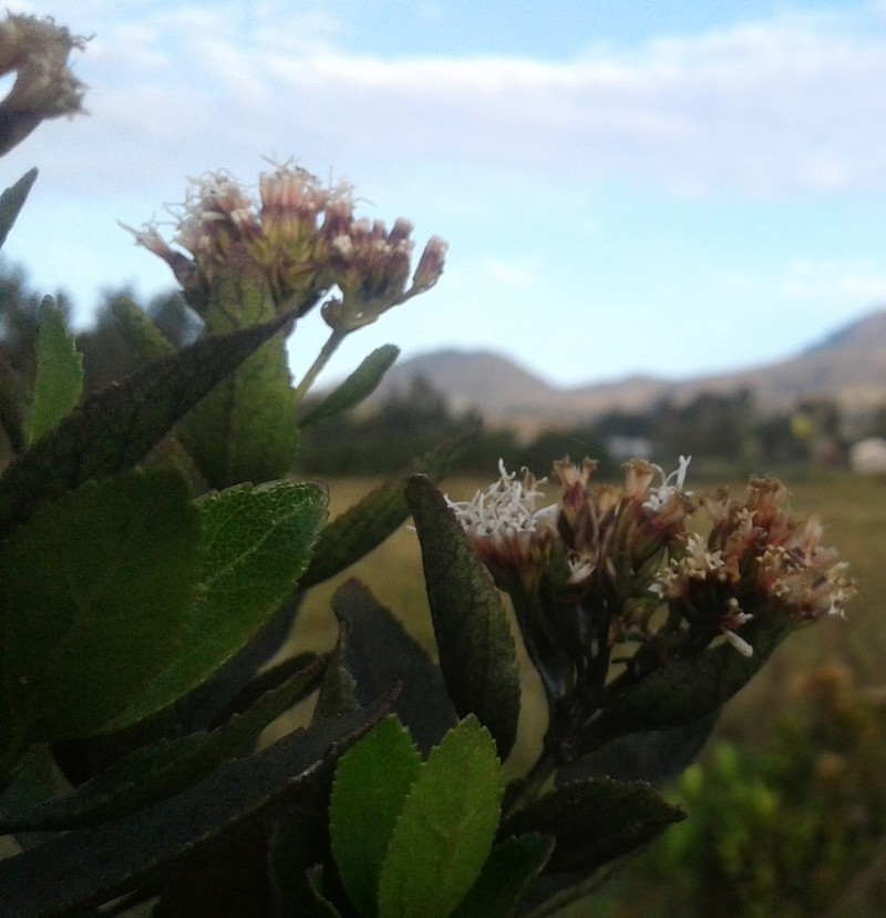 Ageratina pseudochilca photo 7