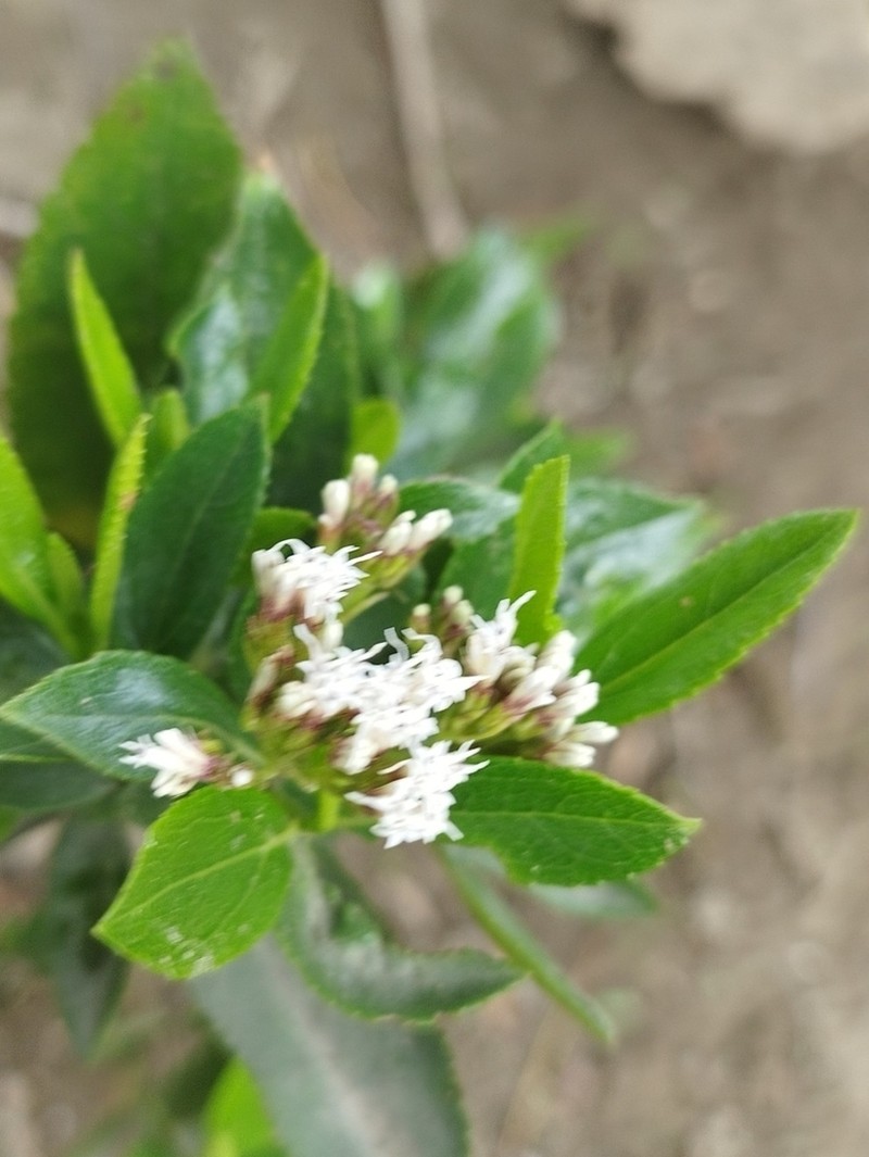 Ageratina pseudochilca photo 8
