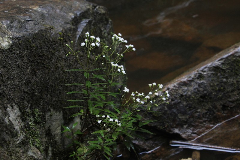 Ageratina psilodora photo 4