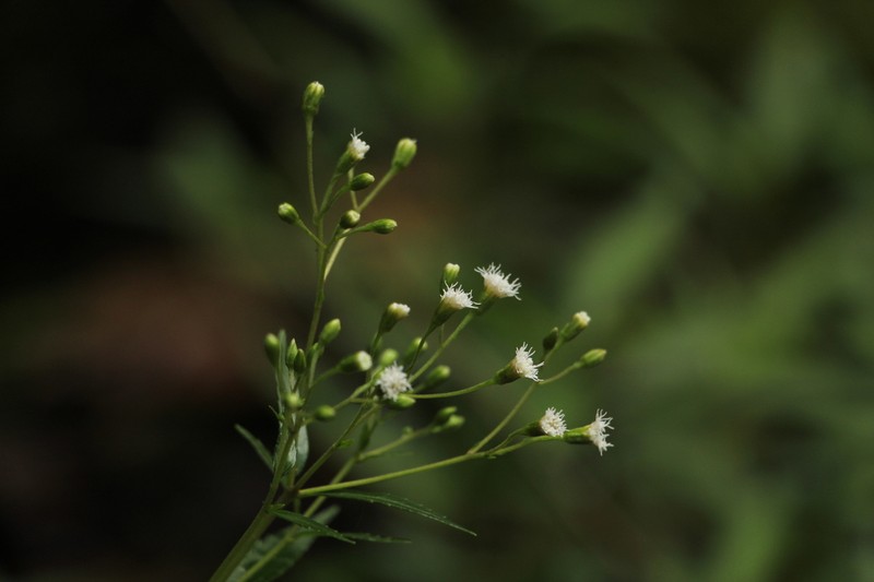 Ageratina psilodora photo 5