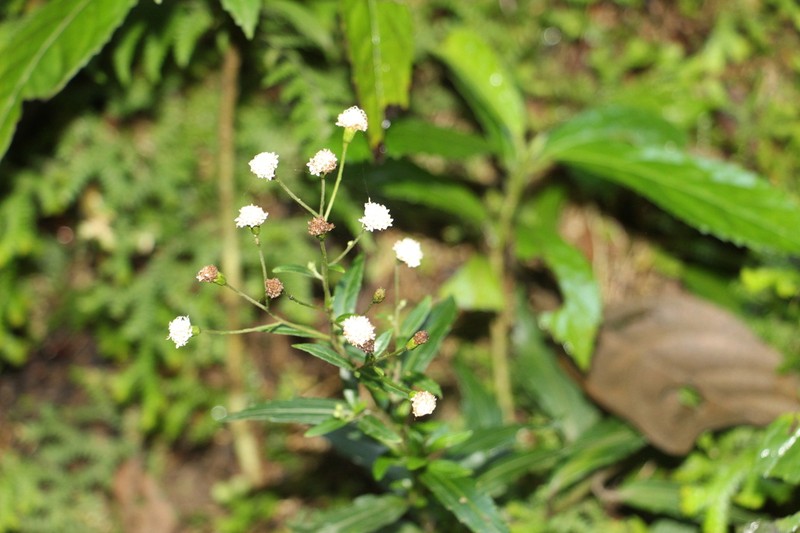 Ageratina psilodora photo 6