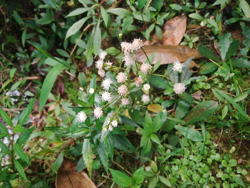 Ageratina psilodora photo 7