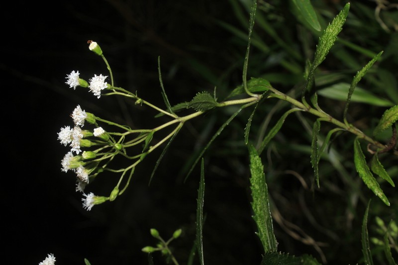 Ageratina psilodora