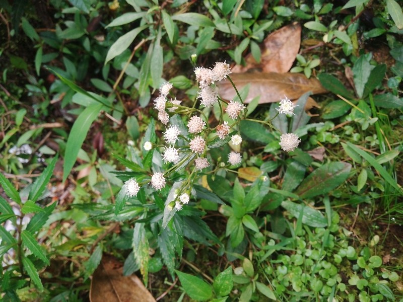 Ageratina psilodora photo 2